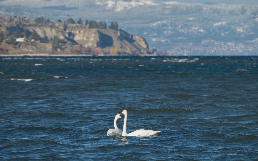 iN PHOTOS: More majestic trumpeter swans spending winters in Kamloops, Okanagan | iNFOnews.ca