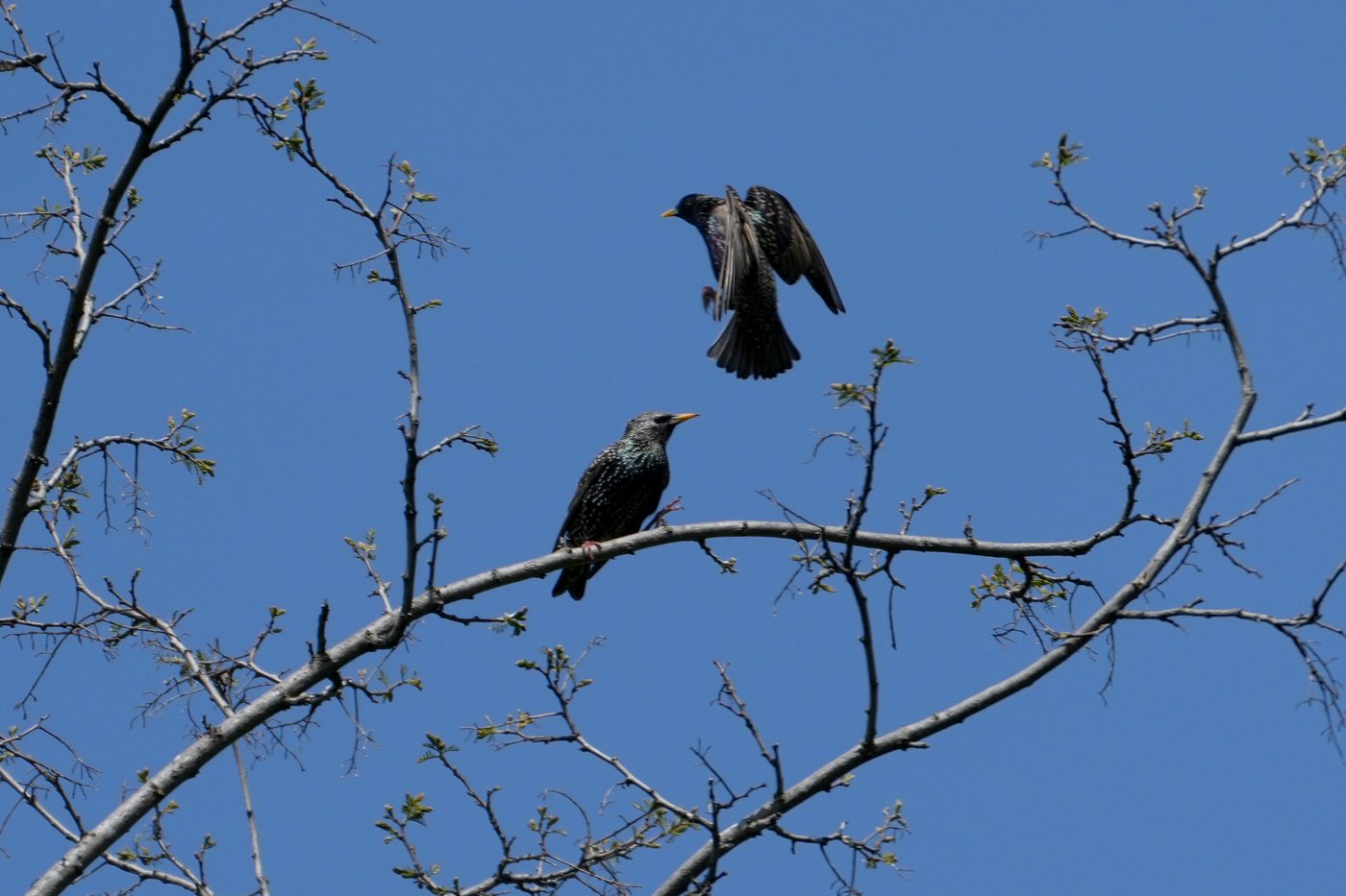 A Serbian bird-watching group uses crowdfunding to buy and preserve a woodland habitat | iNFOnews.ca A Serbian bird-watching group uses crowdfunding to buy and preserve a woodland habitat | iNFOnews.ca