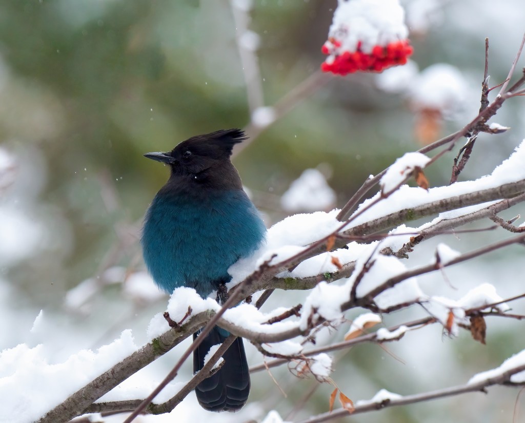 iN PHOTOS: Songbirds to spot on winter walks in Kamloops, Okanagan | iNFOnews.ca
