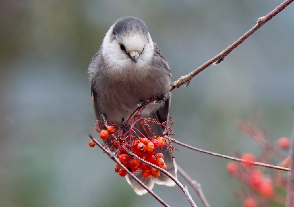 iN PHOTOS: Songbirds to spot on winter walks in Kamloops, Okanagan | iNFOnews.ca