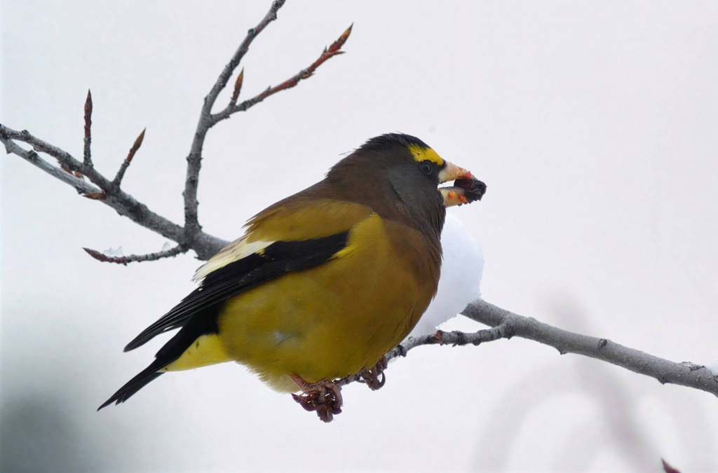 iN PHOTOS: Songbirds to spot on winter walks in Kamloops, Okanagan | iNFOnews.ca