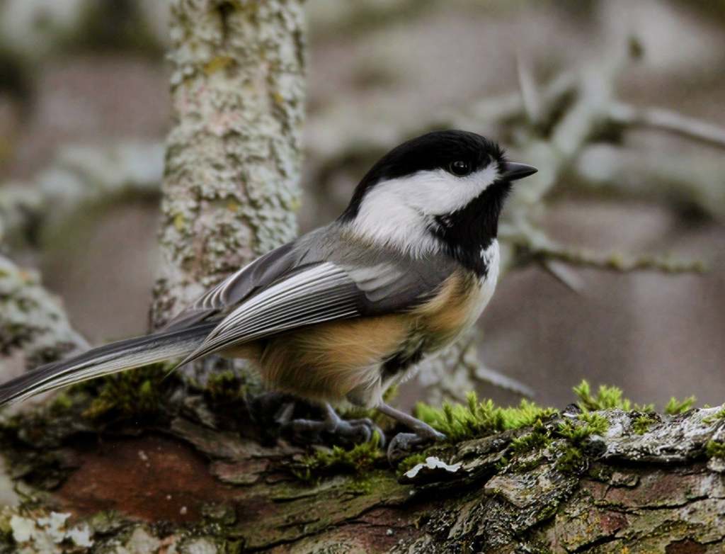 iN PHOTOS: Songbirds to spot on winter walks in Kamloops, Okanagan | iNFOnews.ca
