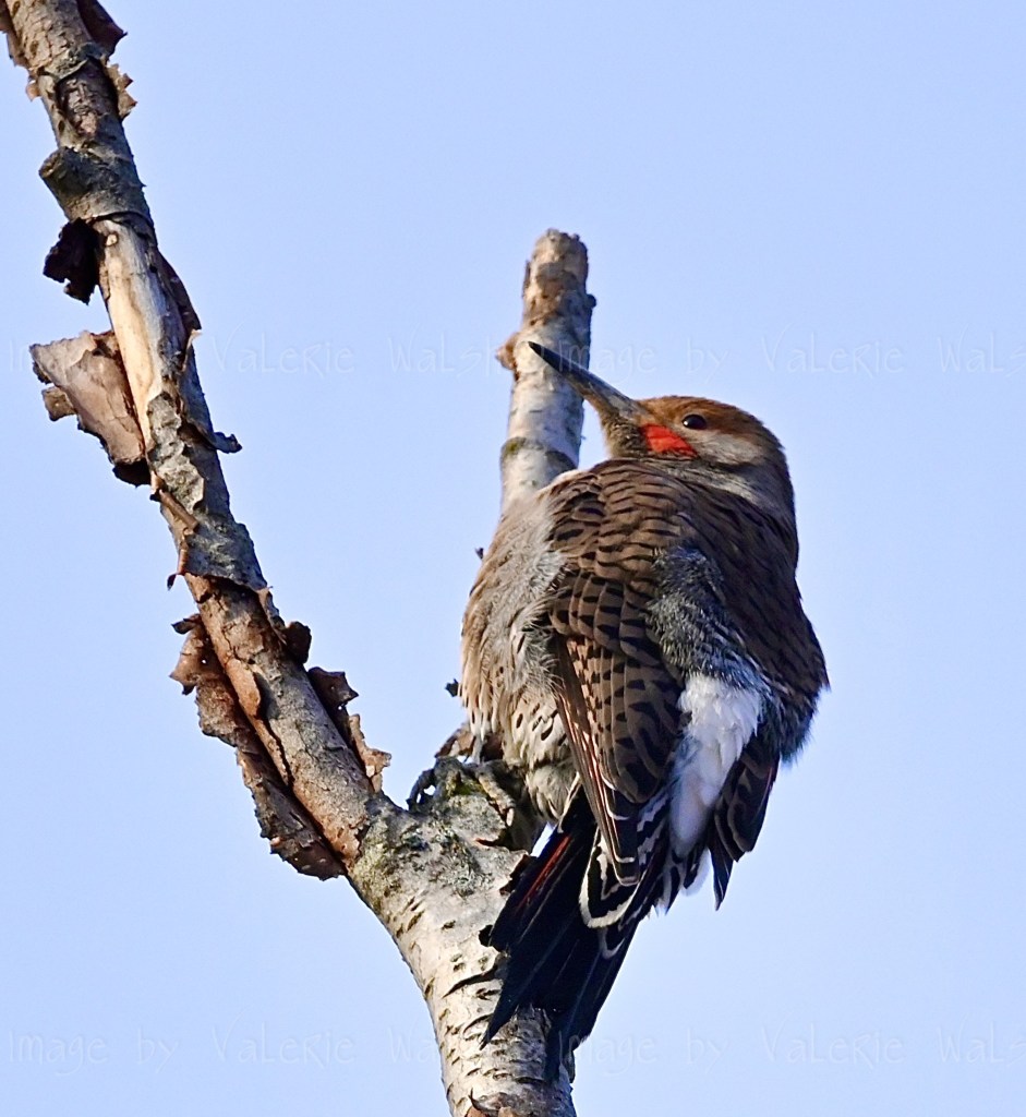 iN PHOTOS: Songbirds to spot on winter walks in Kamloops, Okanagan | iNFOnews.ca