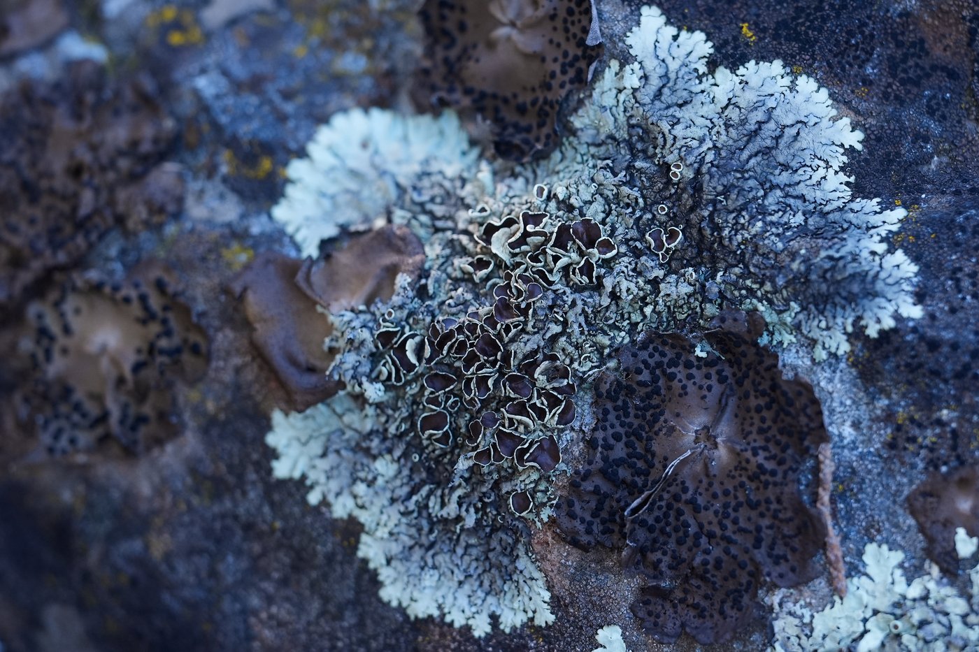 To aficionados, fungi are freaky, mystical and overlooked. They're helping scientists learn more | iNFOnews.ca
