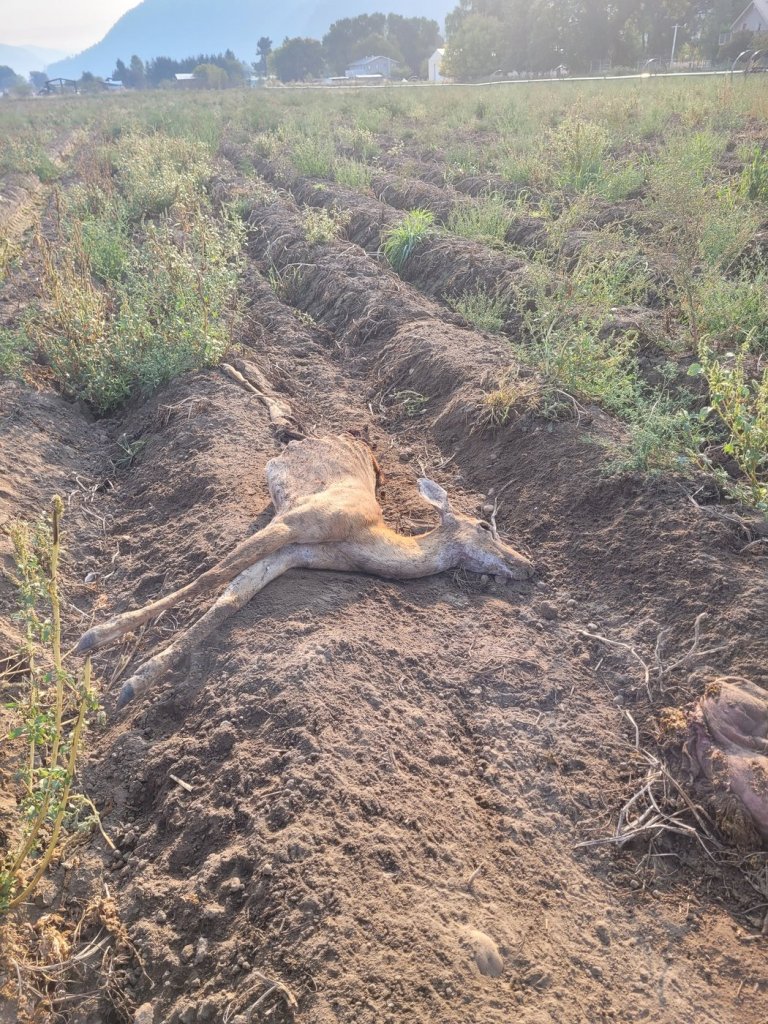 Testing planned after 30 deer found dead in two weeks in Grand Forks, B.C. | iNFOnews.ca