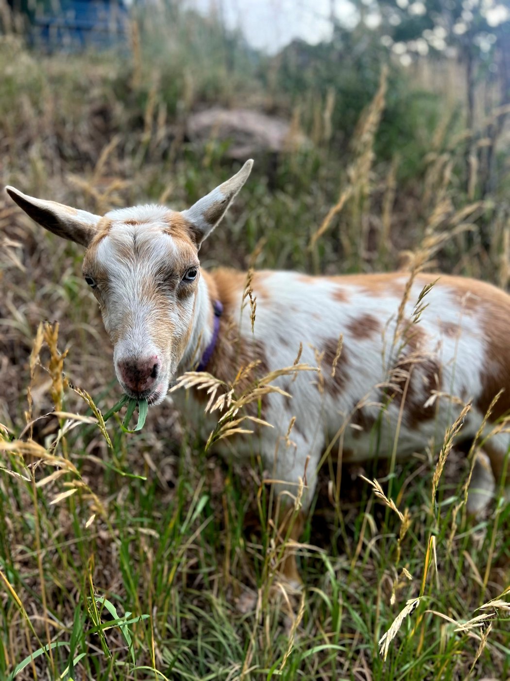 The GOAT: Hooved friend provides moral support to firefighters in Colorado | iNFOnews.ca