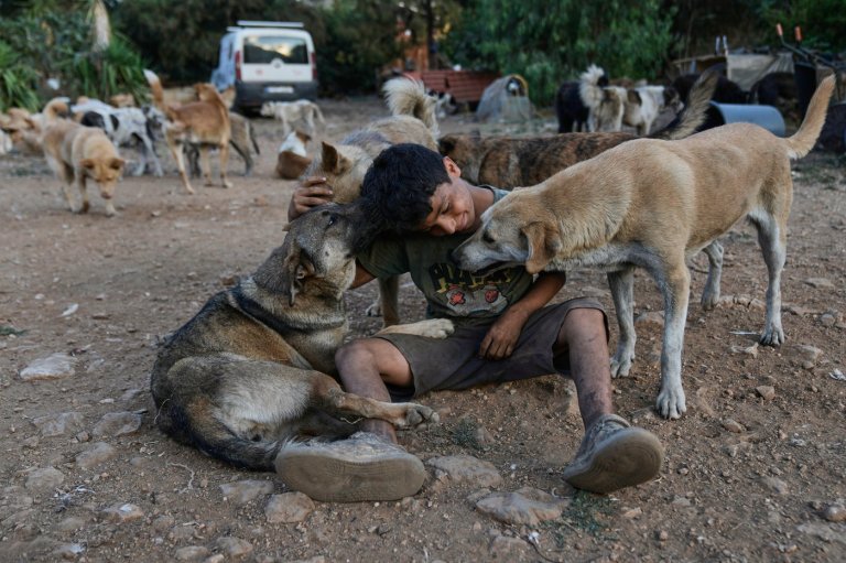 Photos of pets and farm animals rescued from the war in southern Lebanon | iNFOnews.ca