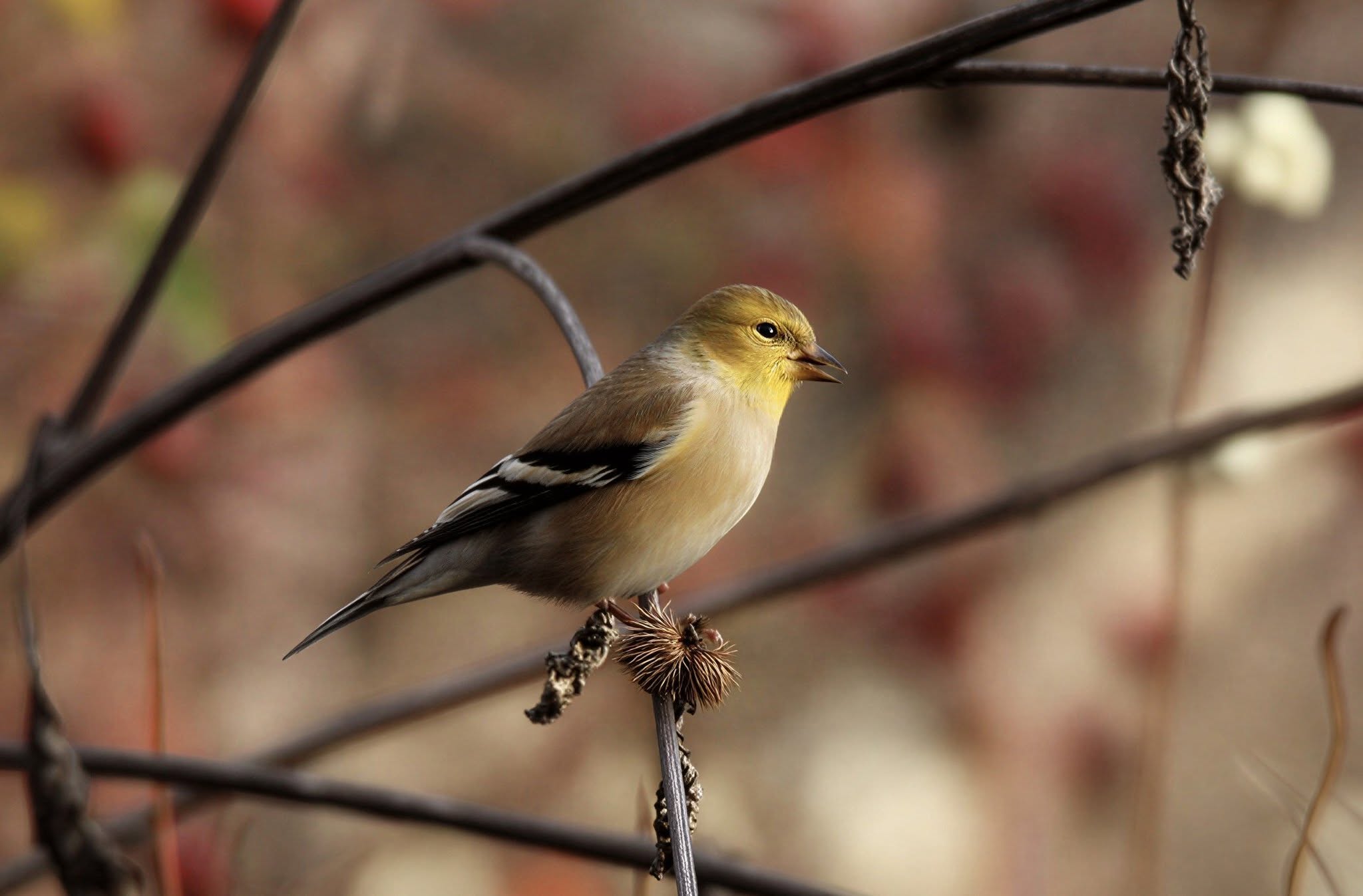 A songbird with a brown body and yellow head perches on a stem.