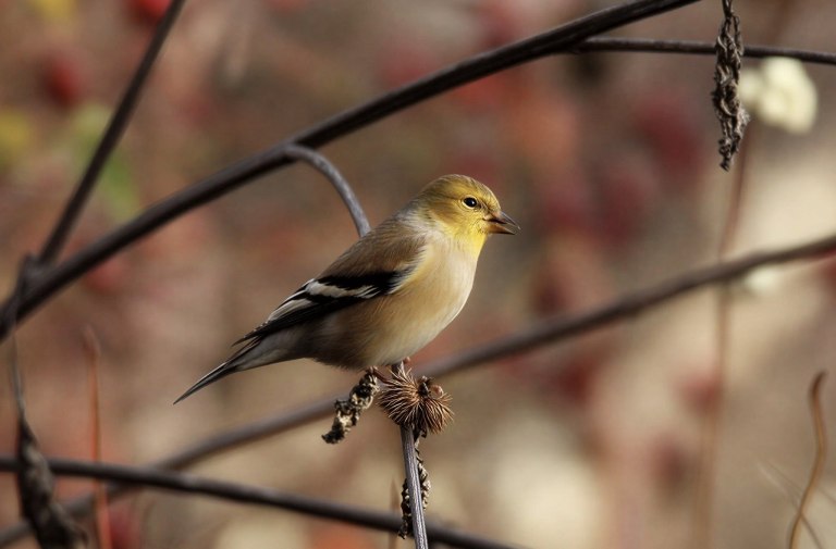 A songbird with a brown body and yellow head perches on a stem.