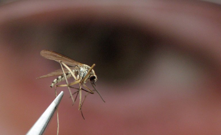 Invasive mosquitoes and brain-swelling virus detected in B.C.'s Sea-to-Sky region | iNFOnews.ca