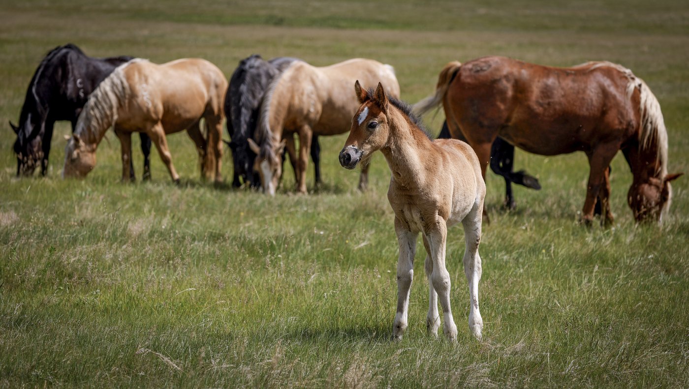 'Bred to buck': Stampede Ranch responsible for generations of bucking horses | iNFOnews.ca
