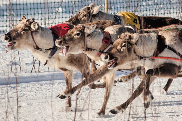 Reindeer racing thrills spectators in Finland's frigid north near the Russian border | iNFOnews.ca