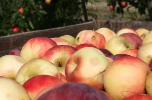 Apples in a large wooden box in an orchard.