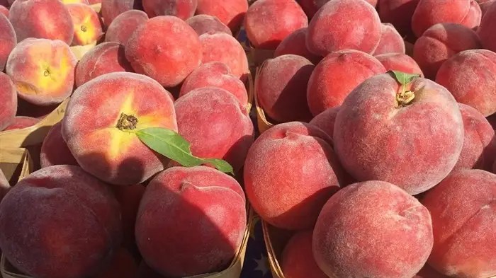 A close-up of a bushel of peaches.