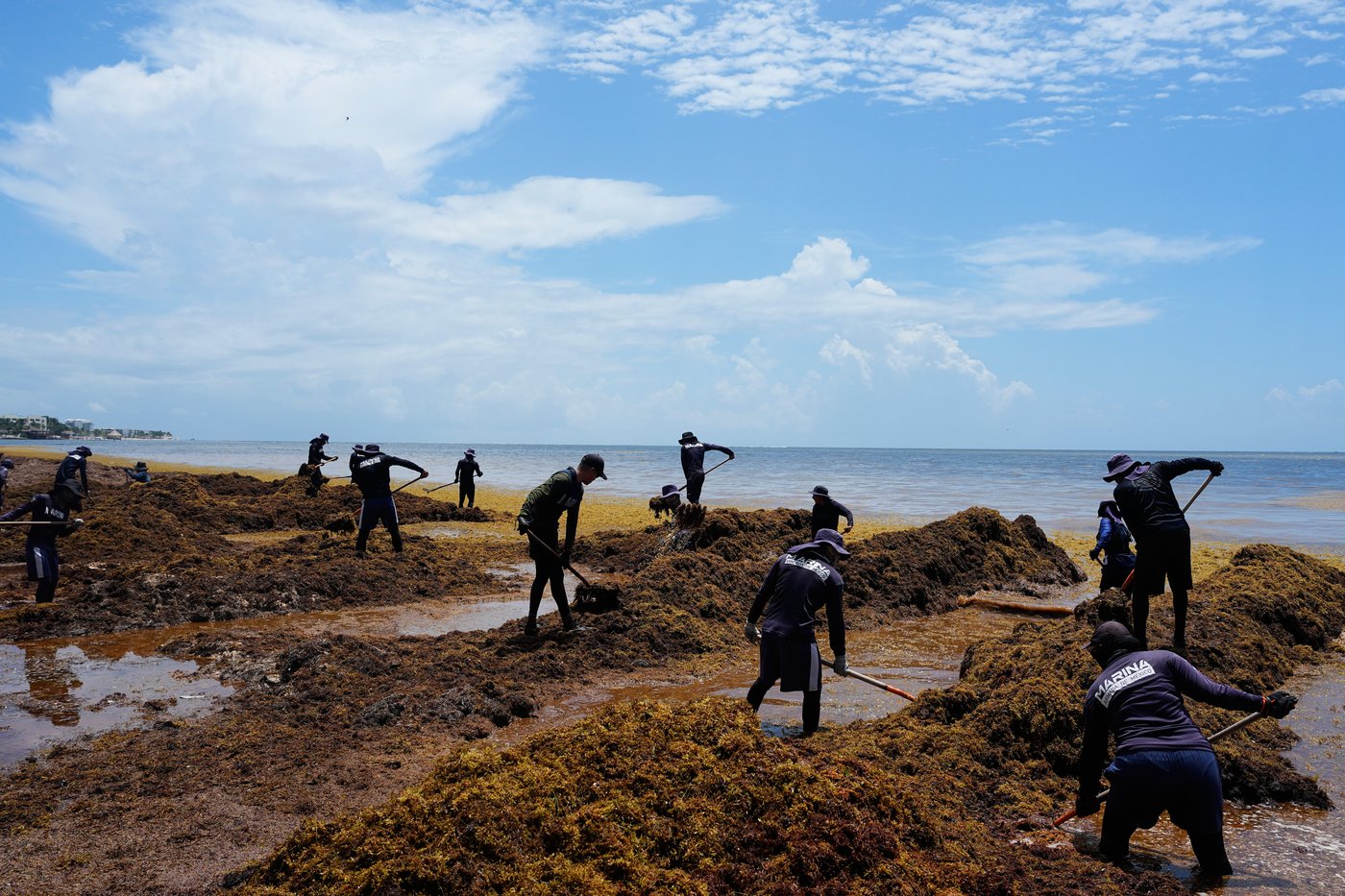 A blanket of seaweed smothers coastlines from the Caribbean to Mexico | iNFOnews.ca