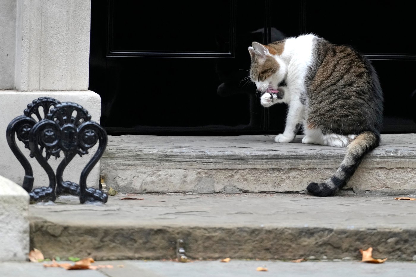Larry the cat, Britain's Chief Mouser at 10 Downing Street for 15 years, in photos | iNFOnews.ca