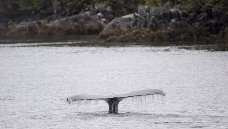 Dead whale with tail severed is spotted in Howe Sound near BC Ferries collision site | iNFOnews.ca