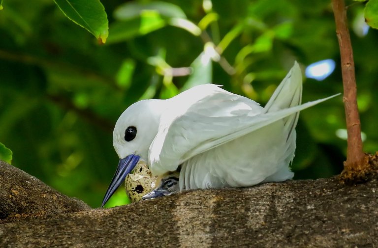 How a seabird native to Hawaii has adapted to life in Honolulu's concrete jungle | iNFOnews.ca