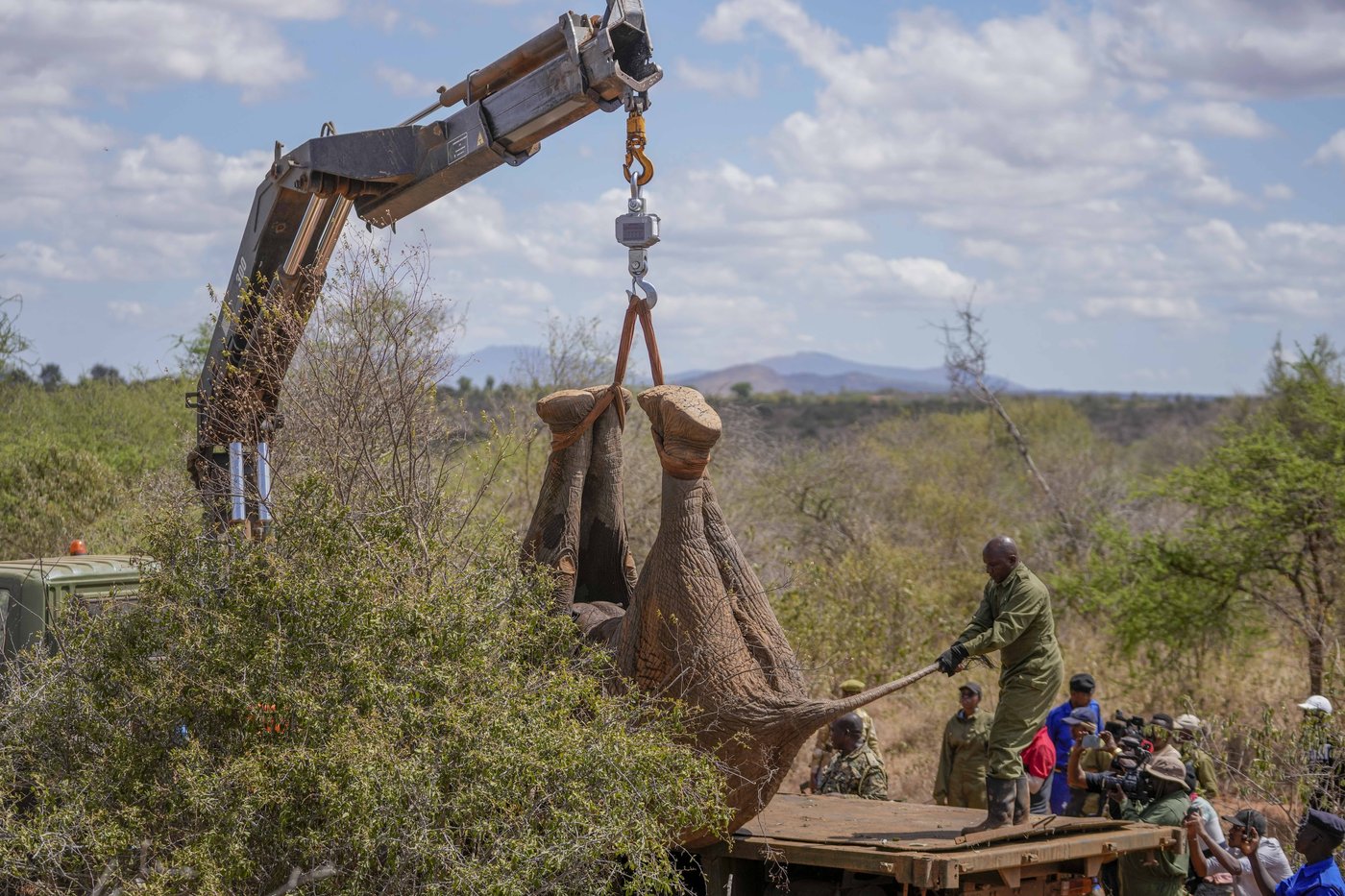 Kenya moves 50 elephants to a larger park, says it's a sign poaching is low | iNFOnews.ca Kenya moves 50 elephants to a larger park, says it's a sign poaching is low | iNFOnews.ca