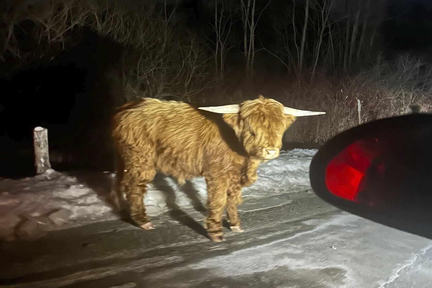 Scottish Highland bull on the loose in Connecticut's rural hill country | iNFOnews.ca