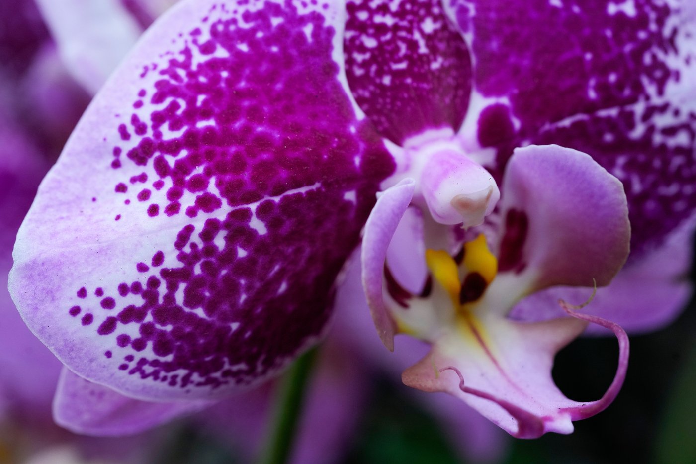 Annual orchids show brings vivid color to Chicago winter | iNFOnews.ca