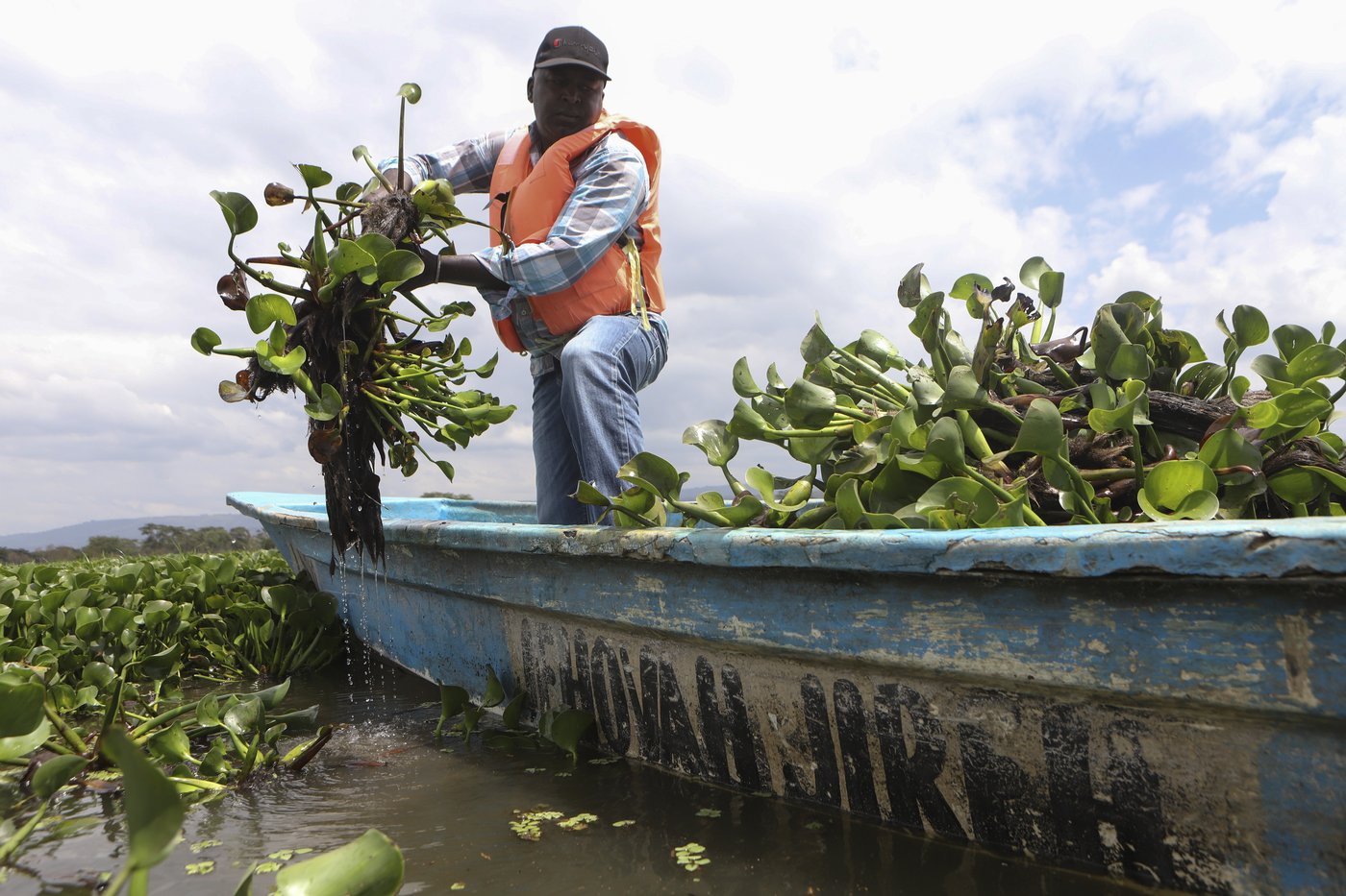 How the invasive water hyacinth is threatening fishermen's livelihoods on a popular Kenyan lake | iNFOnews.ca