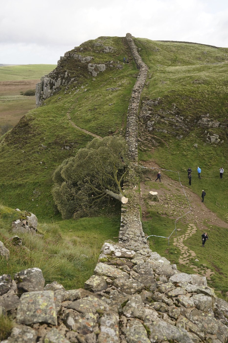 Sycamore Gap tree took more than a century to grow and less than 3 minutes to fell, prosecutors say | iNFOnews.ca Sycamore Gap tree took more than a century to grow and less than 3 minutes to fell, prosecutors say | iNFOnews.ca