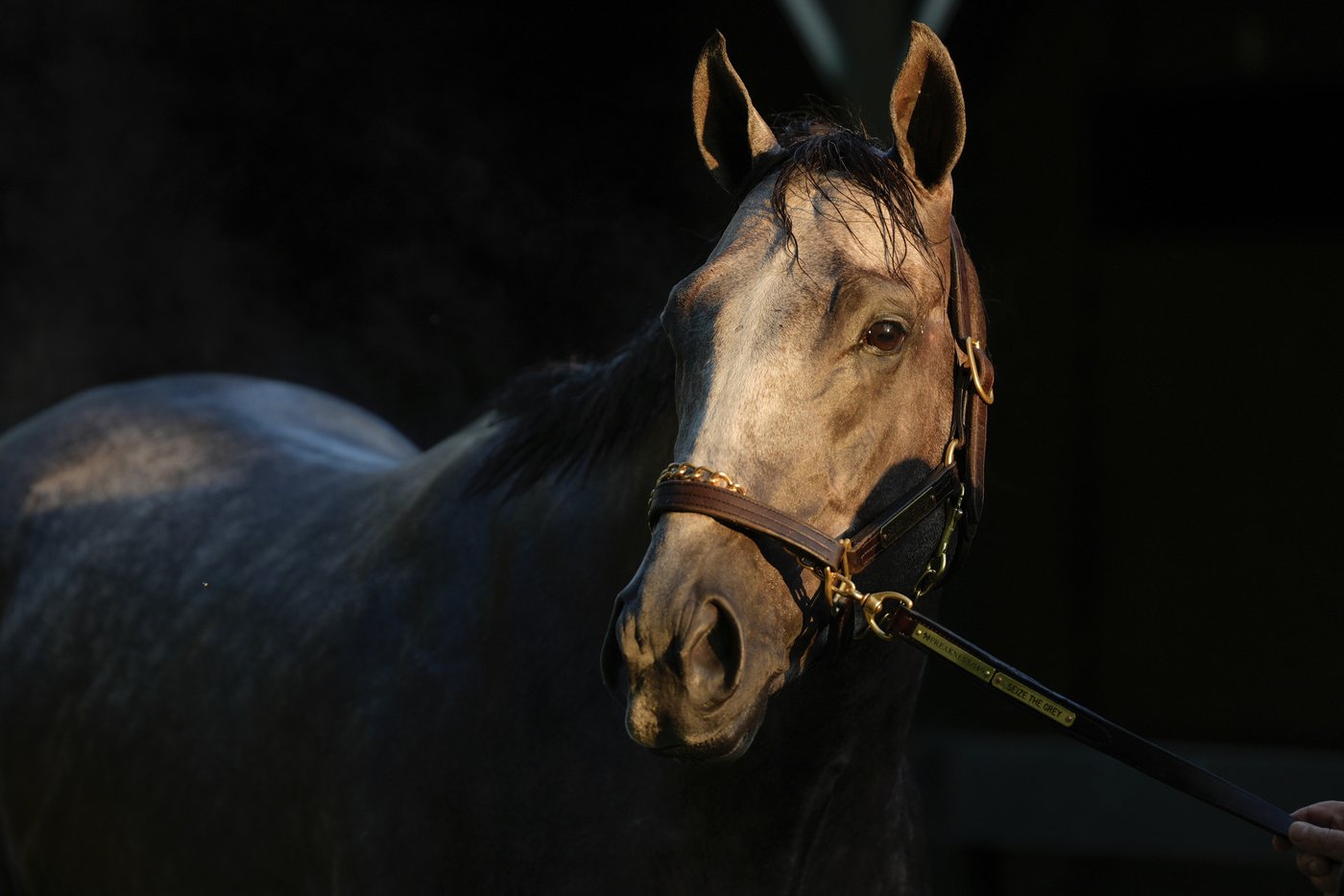 A record 80 foreign horses are pre-entered for Breeders' Cup world championships at Del Mar | iNFOnews.ca A record 80 foreign horses are pre-entered for Breeders' Cup world championships at Del Mar | iNFOnews.ca