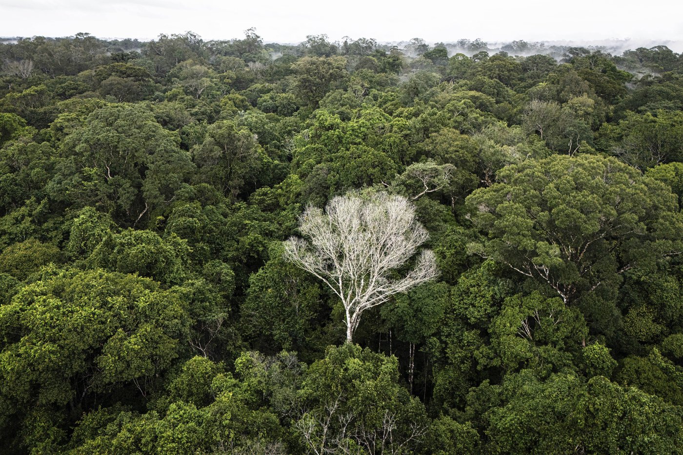 What would happen if the Amazon rainforest dried out? This decades-long experiment has some answers | iNFOnews.ca