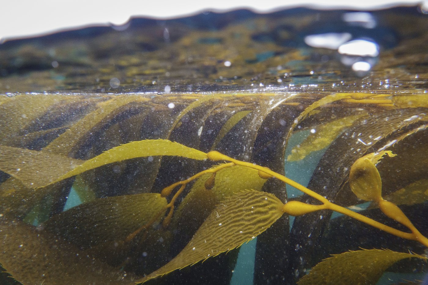 As Trump pares back ocean protections, California weighs expanding them | iNFOnews.ca