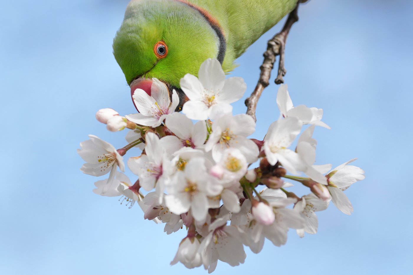 A world in bloom: Spring flowers unfold from Tokyo to Mexico, in photos | iNFOnews.ca