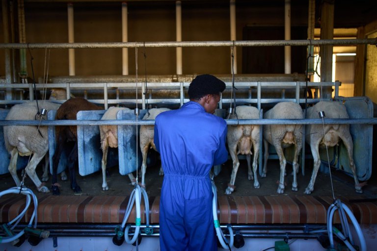 African migrants learn shepherding in Spain, in photos | iNFOnews.ca African migrants learn shepherding in Spain, in photos | iNFOnews.ca