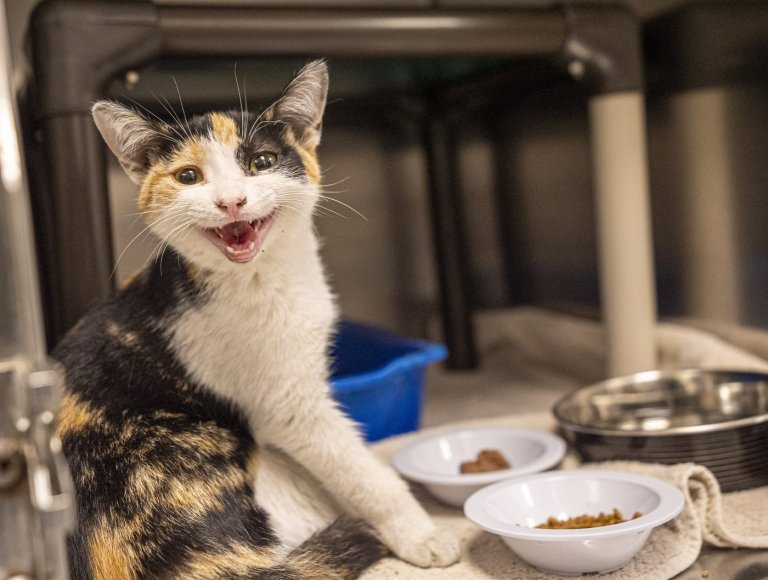 Second cat has contracted rabies in Quebec's Montérégie region, health officials say | iNFOnews.ca