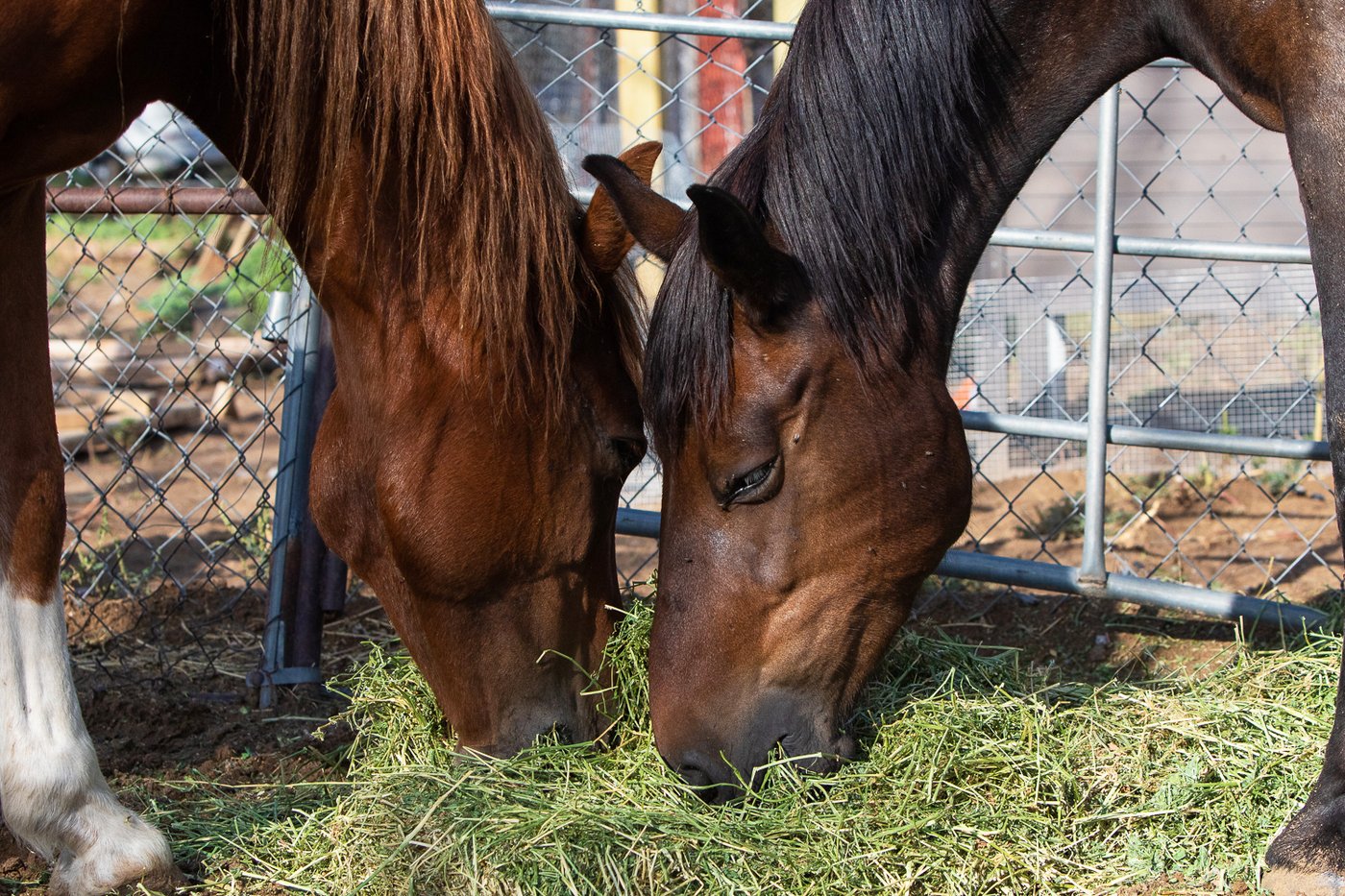 Retired and rescued: Old horses live out their final years at River Thunder Ranch | iNFOnews.ca Retired and rescued: Old horses live out their final years at River Thunder Ranch | iNFOnews.ca