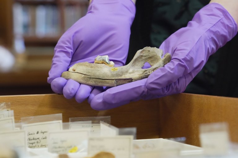 New studies of old dogs help scientists understand where they came from | iNFOnews.ca