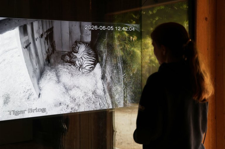 Excitement and joy at Ljubljana Zoo after birth of 3 Siberian tiger cubs | iNFOnews.ca