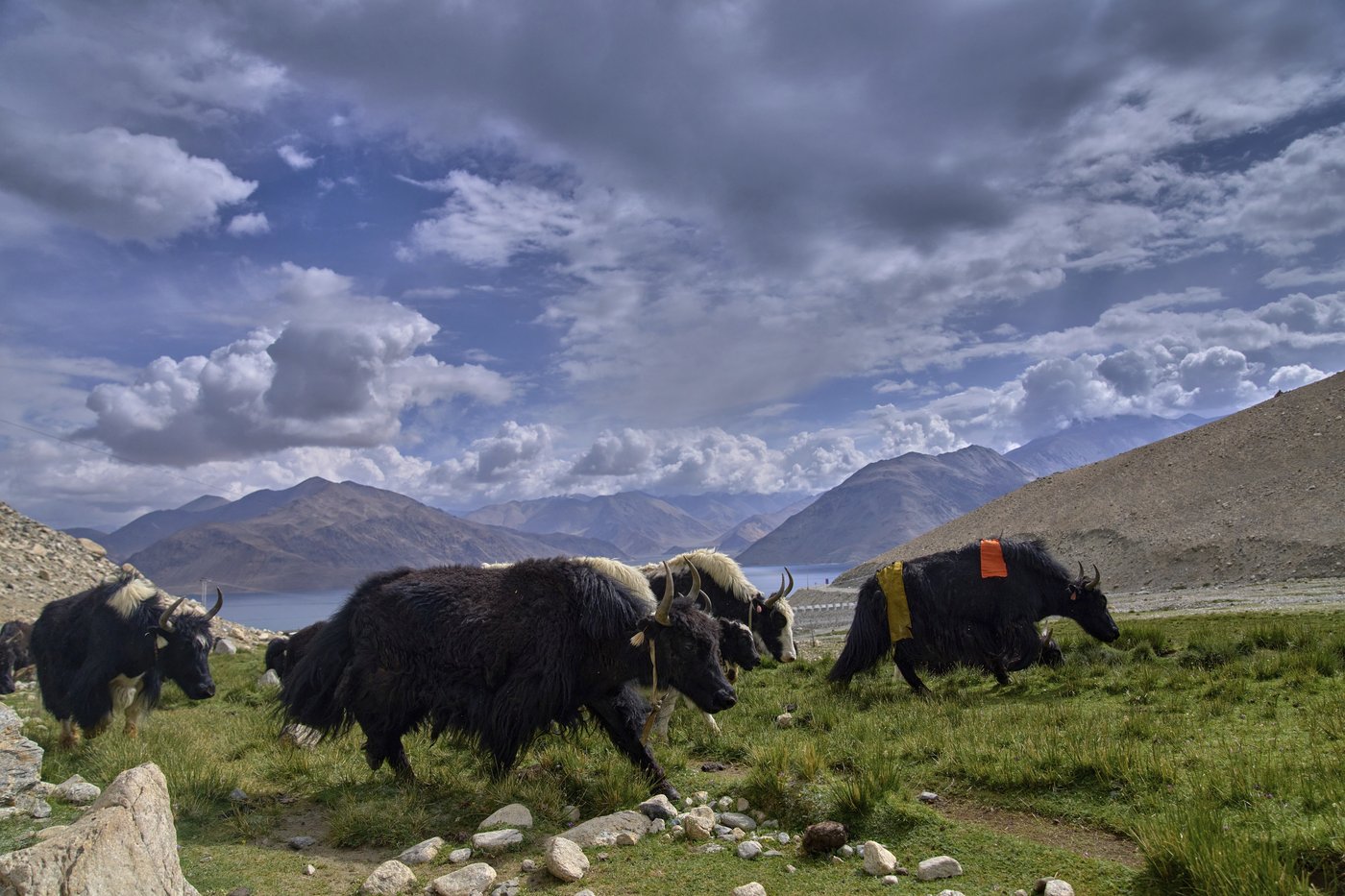 High in India’s Himalayan mountains, yak herders struggle to survive a warming world | iNFOnews.ca
