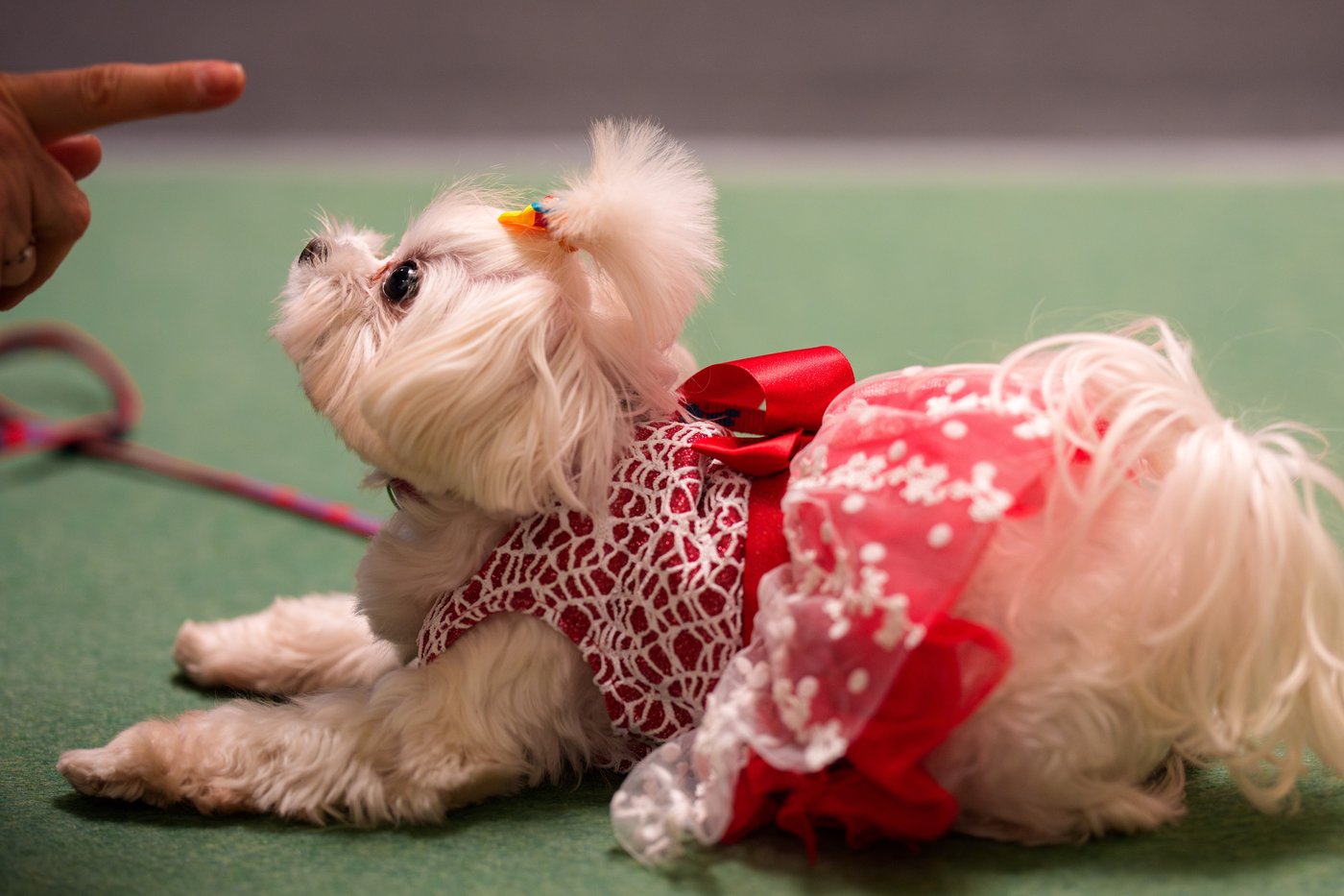 Photos of pets dressed up in costumes for Romania’s annual animal expo | iNFOnews.ca
