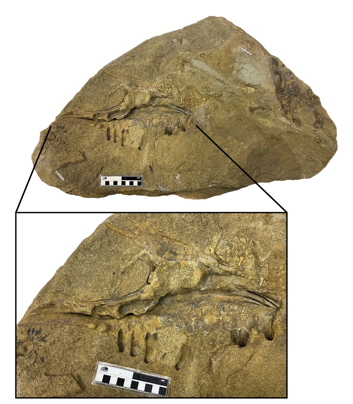 Remains of dinosaur skull found in B.C. campground belonged to T. rex 'great-uncle' | iNFOnews.ca