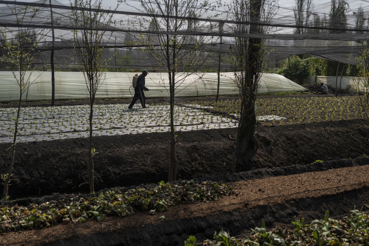 Mexico City’s floating gardens have fed people for hundreds of years. Now they’re threatened | iNFOnews.ca
