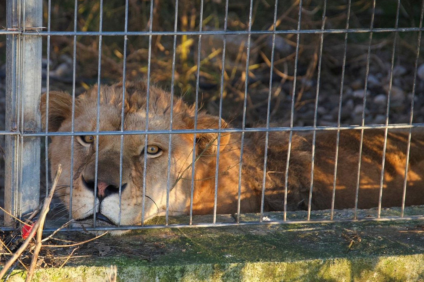 Lion and bear kept as pets in Albania find new homes in German wildlife sanctuaries | iNFOnews.ca Lion and bear kept as pets in Albania find new homes in German wildlife sanctuaries | iNFOnews.ca