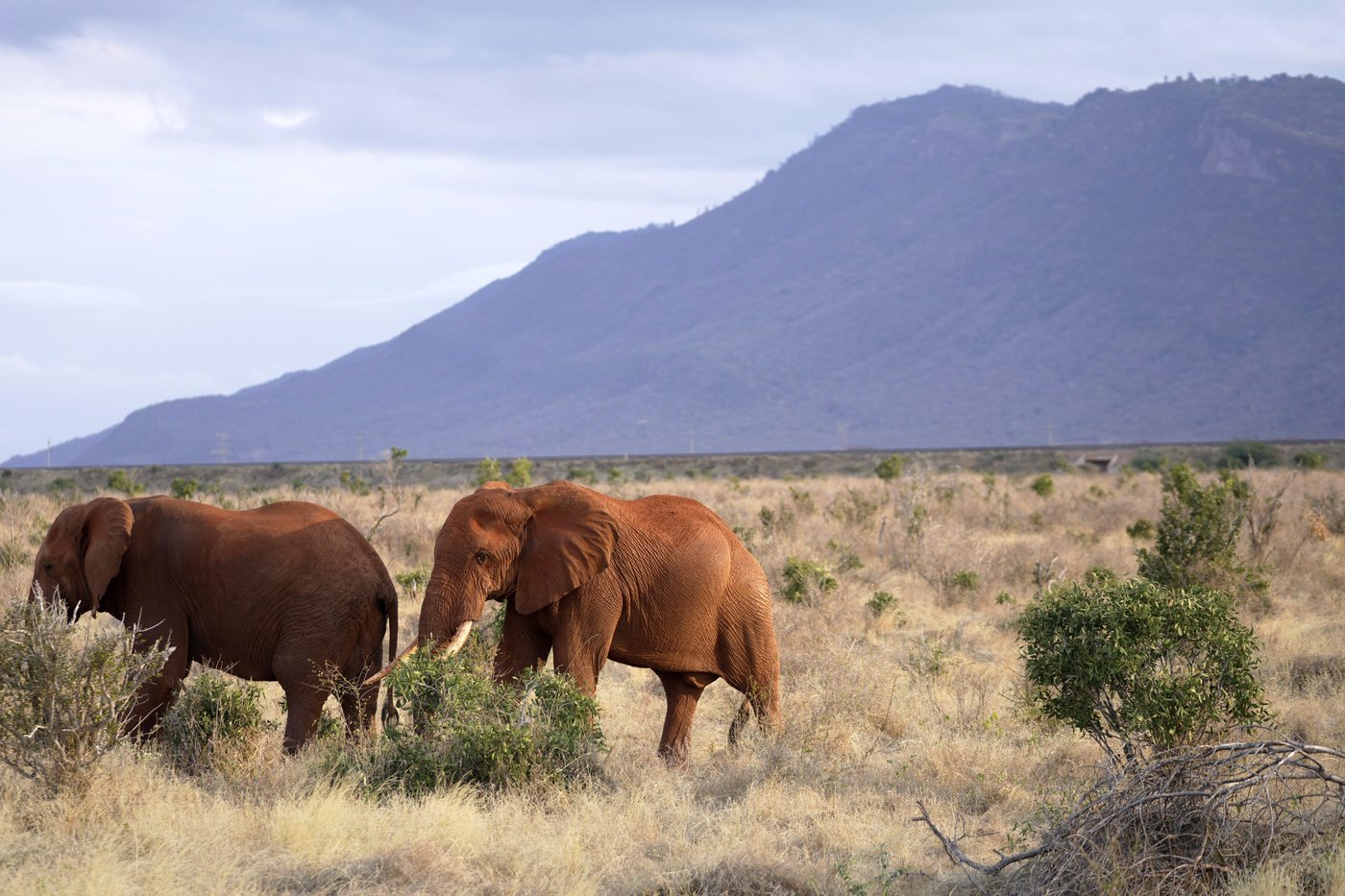 Kenyan farmers use bees and sesame to keep away marauding elephants | iNFOnews.ca Kenyan farmers use bees and sesame to keep away marauding elephants | iNFOnews.ca