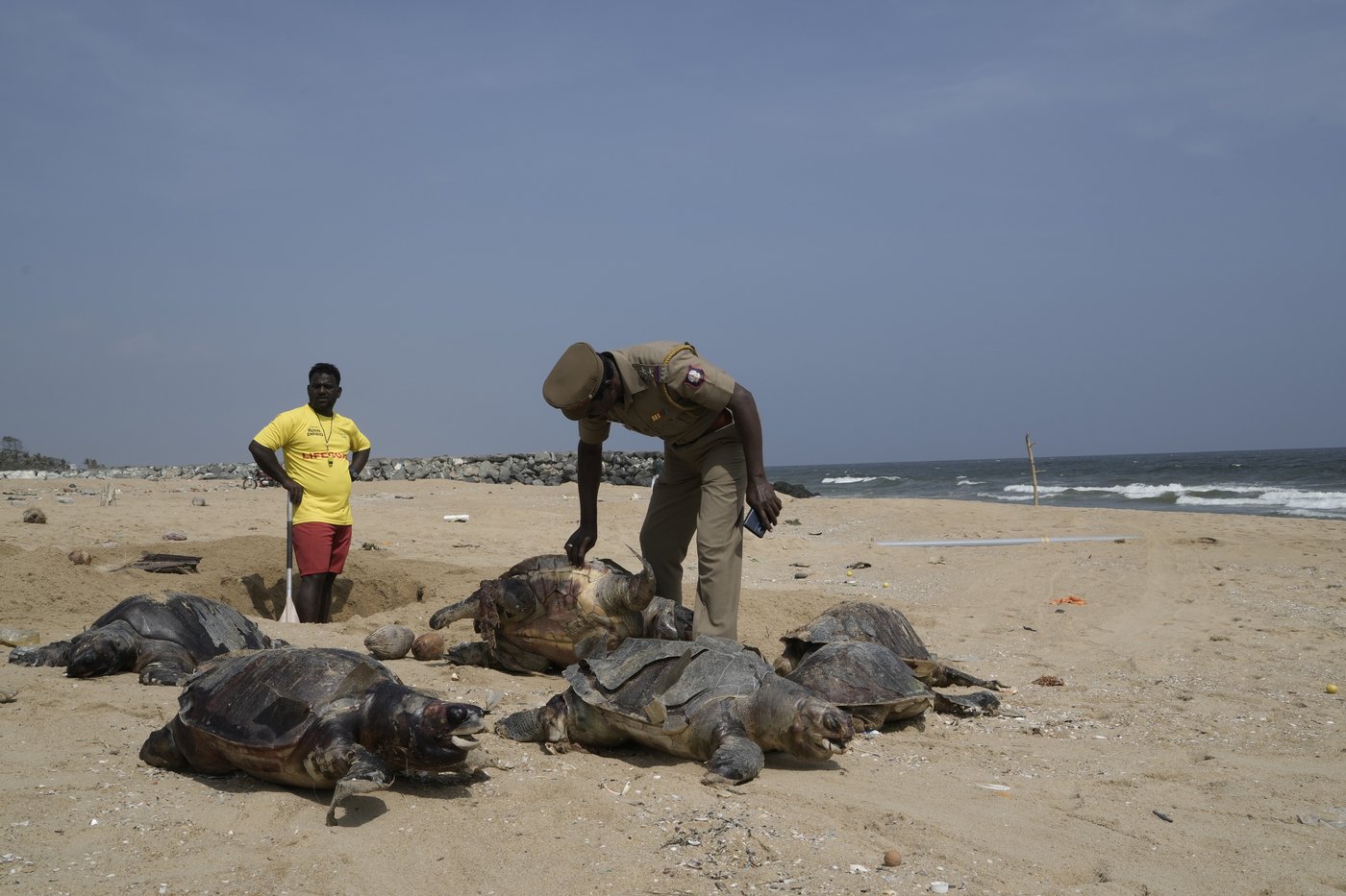 Authorities ramp up efforts to protect sea turtles as deaths on India's shores continue to mount | iNFOnews.ca