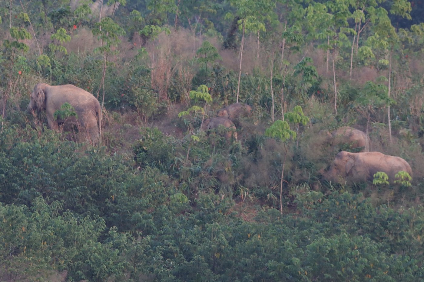Thailand uses a birth control vaccine to curb its elephant population near expanding farms | iNFOnews.ca