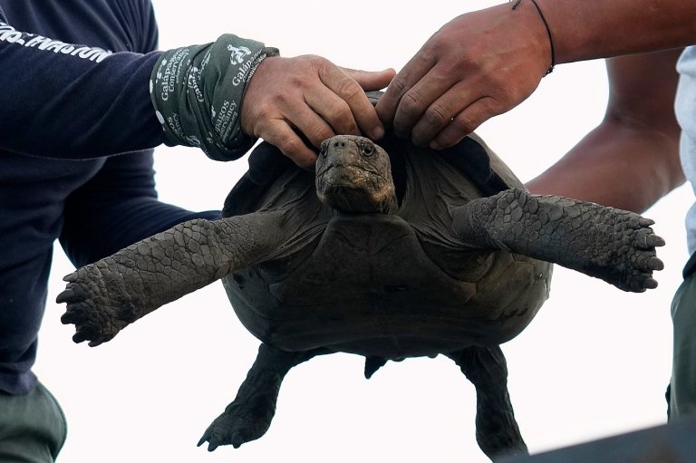 Photos of young tortoises bred to return to the home of their ancestors on the Galápagos | iNFOnews.ca