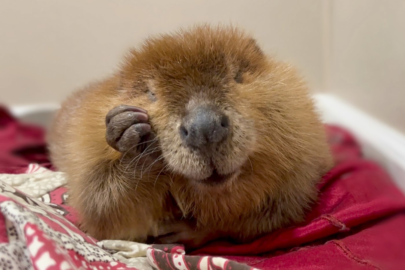 Nibi the beaver's fate lands in court as rescuers try to stop her release into the wild | iNFOnews.ca