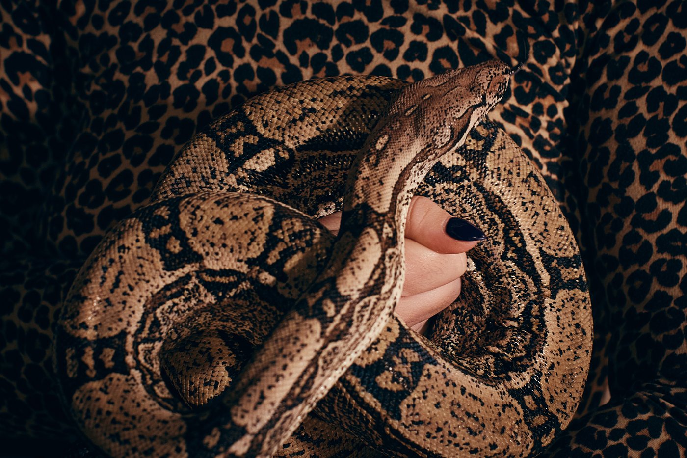 Photos show snakes auditioning for a role at New York’s Metropolitan Opera | iNFOnews.ca