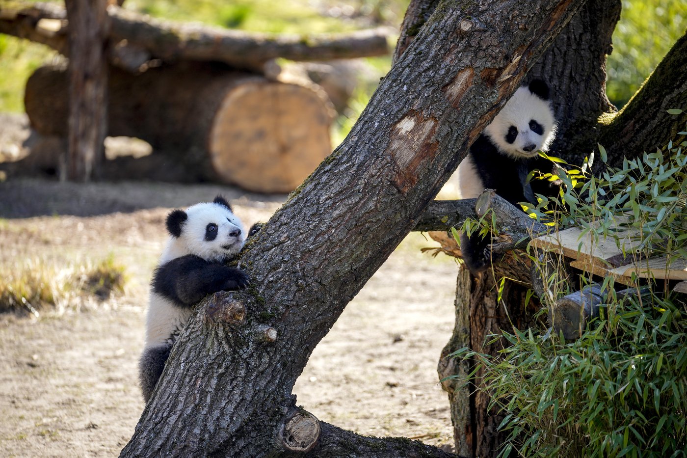 PHOTO COLLECTION: Germany Panda Cubs Outdoors | iNFOnews.ca