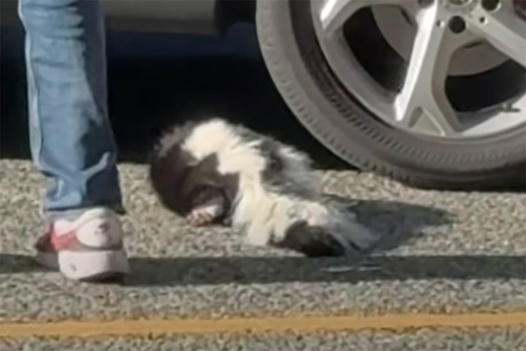 Video of contact with possibly rabid skunk in B.C. prompts health authority warning | iNFOnews.ca