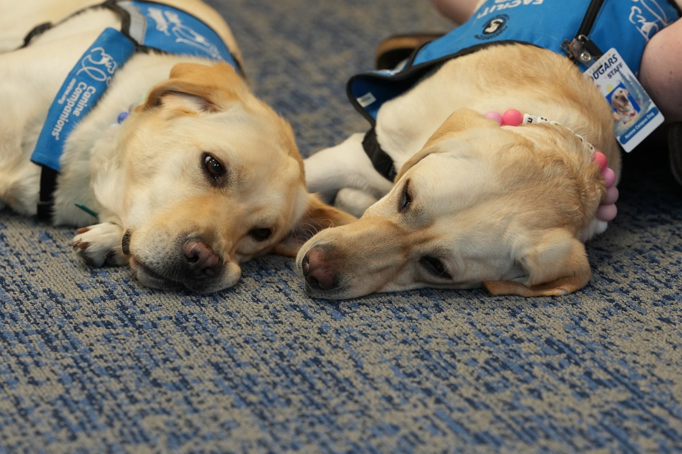 Dogs bring calm and joy to students following shooting at Colorado high school | iNFOnews.ca Dogs bring calm and joy to students following shooting at Colorado high school | iNFOnews.ca